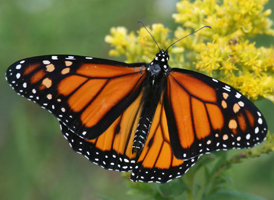 Monarch